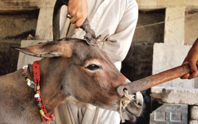 Child hospitalised after being bitten by donkey