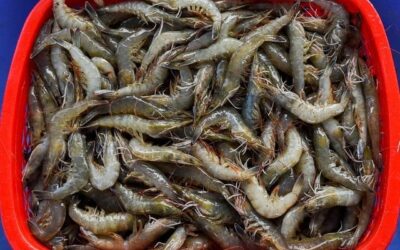 Punjab unveils Rs50b shrimp farming expansion plan